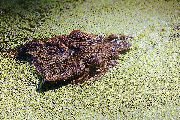 포토 JPG 해외이미지 동물 야생동물 파충류 자연 사람없음 물 강 연못 입 호주 치아 위험 큼 피부 묘사 눈금 육식동물 소금 악어 진흙 육식 소금물 해외포토 자연요소 컨셉 신체부위 소화기관 오세아니아 크기 생태계 파일형식 이미지허브