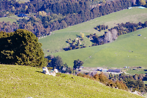 포토 JPG 해외이미지 주간 동물 여행 밭 농업 포유류 자연 하늘 산 사람없음 야외 초록색 파란색 태양 농장 농경지 계곡 가축 침묵 봄 시골 양 군중 방목 언덕 뉴질랜드 장면 양고기 방목장 밭일 해외포토 자연요소 계절 산업 컬러 육류 사람 소리 오세아니아 축산업 생태계 파일형식 이미지허브