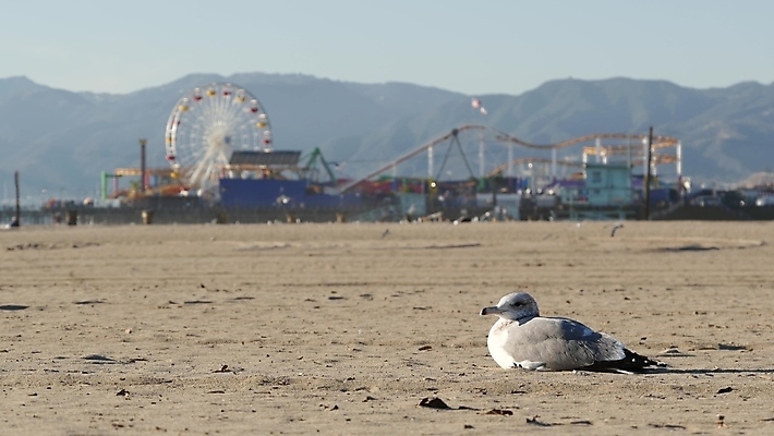 포토 JPG 해외이미지 주간 공원 모래 바다 여행 자연 갈매기 조류 하늘 파노라마 사람없음 파란색 모래사장 햇빛 뷰티 탑 항구 맑음 미국 흰색 바퀴 클래식 손목시계 그림 캘리포니아 태평양 남쪽 로스앤젤레스 서쪽 안전요원 많음 카피스페이스 해외포토 자연요소 동물 건축물 공공시설 시계 컬러 컨셉 북아메리카 장신구 교통시설 날씨 촬영기법 태양 공백 방향 생태계 파일형식 이미지허브