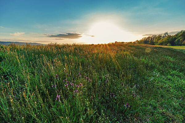 포토 JPG 해외이미지 나무 식물 계절 잎 벤치 자연 아침 날씨 휴가 휴식 그림자 사람없음 야외 목재 초록색 물 빛 강 햇빛 태양 뷰티 노란색 평화 환경 맑음 침묵 일몰 안개 광선 시골 저녁 숲 뿌리 땅바닥 해외포토 주간 자연요소 컬러 컨셉 의자 재료 바닥 노을 소리 야간 생태계 파일형식 이미지허브