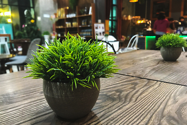 포토 JPG 해외이미지 식물 디자인 꽃 화초 커피 백그라운드 잎 꽃무늬 자연 탁자 주택 사람없음 목재 장식 초록색 상점 식당 정원 봄 카페 방 수확 성장 벚꽃 흰색 신선 냄비 내추럴 심기 해외포토 나무 계절 음료 컬러 가구 무늬 농업 재료 모션 건물 솥 생태계 파일형식 이미지허브