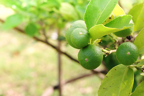 포토 JPG 해외이미지 음식 조각 백그라운드 십자가 다이어트 채소 과일 부분 귤 사람 사람없음 빛 껍질 신선 달콤 맛 자르기 먹기 레몬 상쾌 향기 치수 라임 고립 숙성 채식주의자 개조 해외포토 감정 컨셉 모션 건강 채식 냄새 파일형식 이미지허브