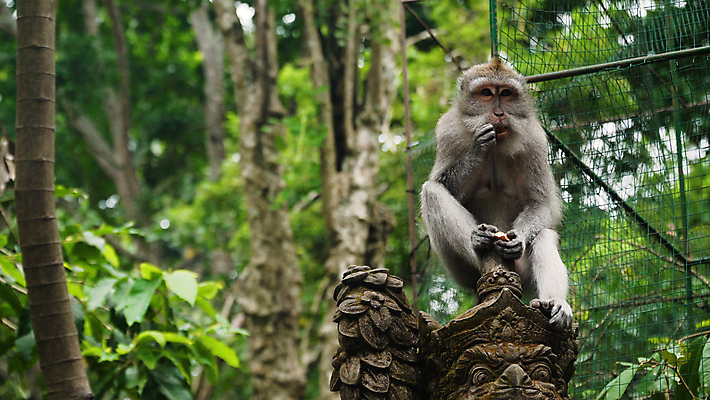 포토 JPG 해외이미지 나무 동물 공원 아시아 야생동물 포유류 자연 사람없음 야외 원숭이 숲 발리 인도네시아 유인원 보호구역 해외포토 식물 공공시설 나라 섬 생태계 구역 파일형식 이미지허브
