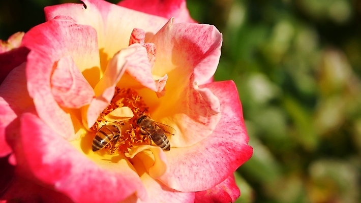 포토 JPG 해외이미지 식물 영어 공원 꽃잎 꽃 분홍색 곤충 결혼 꽃무늬 자연 친절 사랑 사람없음 빨간색 초록색 여름 장미 정원 벚꽃 시골 신선 우아함 선택 꿀벌 소프트포커스 수분 벌 원예 보케 향기 화단 꽃가루 향 꿀 묵주 파스텔톤 그리너리 세련 해외포토 동물 문자 계절 공공시설 감정 컬러 컨셉 무늬 종교용품 촬영기법 이벤트 취미 벌_곤충 가루 생태계 냄새 파일형식 트랜드컬러 이미지허브