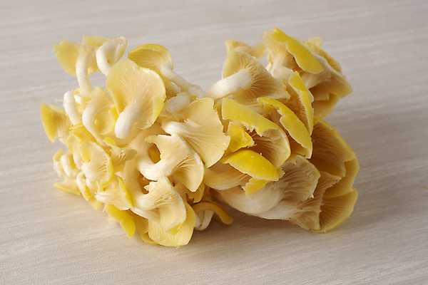 포토 JPG 해외이미지 음식 백그라운드 다이어트 재료 자연 건강 요리 사람없음 목재 노란색 검은색 식사 저녁식사 버섯 흰색 신선 질감 날것 라임 성분 내추럴 점심식사 곰팡이 단백질 채식주의자 비건 해외포토 나무 컬러 과일 생태계 채식 영양소 파일형식 이미지허브