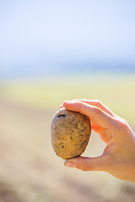 포토 JPG 해외이미지 주간 손 감자 들기 야외 아웃포커스 신체부위 농작물 한개 수확 해외포토 자연요소 1 농업 채소 모션 촬영기법 사람 파일형식 이미지허브