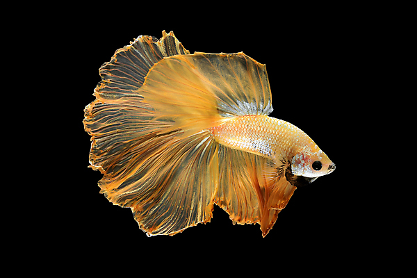 포토 JPG 해외이미지 동물 디자인 아시아 야생동물 포즈 백그라운드 오렌지 모션 태국 자연 추상 어류 미술 취미 사람없음 장식 물 반려동물 컬러풀 뷰티 우주 검은색 수중 수영 희망 고급 꼬리 싸움 지느러미 수족관 강렬 고립 팝 해외포토 자연요소 감정 나라 컬러 컨셉 무늬 과일 문화예술 수중동물 수상스포츠 생태계 파일형식 이미지허브