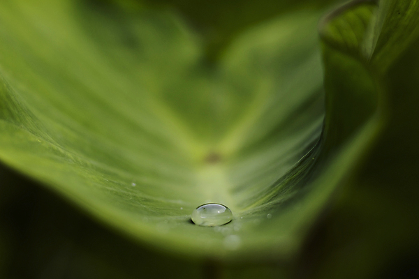 포토 JPG 해외이미지 나무 식물 리플렛 백그라운드 잎 패턴 자연 사람없음 야외 초록색 물 빛 뷰티 환경 정원 봄 젖음 성장 물방울 신선 액체 닫기 떨어짐 이슬 작음 빗방울 질감 내추럴 해외포토 자연요소 계절 컬러 컨셉 무늬 모션 비_날씨 크기 생태계 파일형식 이미지허브