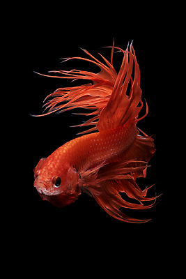 포토 JPG 해외이미지 동물 디자인 아시아 야생동물 포즈 백그라운드 오렌지 모션 태국 자연 추상 어류 미술 취미 사람없음 장식 물 반려동물 컬러풀 뷰티 우주 검은색 수중 수영 희망 고급 꼬리 싸움 지느러미 수족관 강렬 고립 이국적 팝 해외포토 자연요소 감정 나라 컬러 컨셉 무늬 과일 문화예술 수중동물 수상스포츠 생태계 파일형식 이미지허브