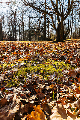 포토 JPG 해외이미지 나무 식물 계절 공원 유럽 잎 오렌지 자연 건조 사람없음 야외 초록색 빛 컬러풀 햇빛 뷰티 노란색 환경 숲 작음 공터 폴란드 내추럴 브로츠와프 해외포토 공공시설 나라 컬러 과일 태양 크기 생태계 파일형식 이미지허브