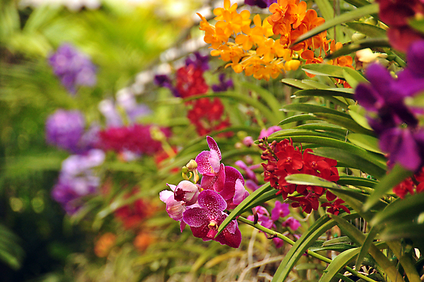 포토 JPG 해외이미지 식물 계절 꽃 분홍색 여행 꽃무늬 오렌지 자연 풍경 사람없음 빨간색 초록색 여름 컬러풀 환경 정원 활발 성장 벚꽃 신선 배열 향기 내추럴 강렬 블러 이국적 많음 카피스페이스 해외포토 컬러 컨셉 무늬 과일 공백 생태계 냄새 파일형식 이미지허브