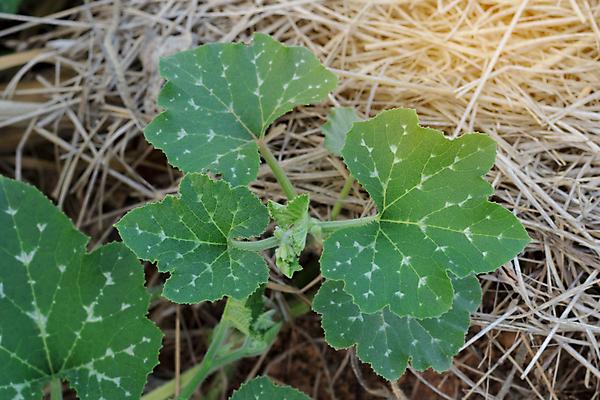 포토 JPG 해외이미지 나무 식물 계절 야생동물 음식 잎 자연 호박 사람없음 야외 초록색 갈색 환경 정원 성장 흰색 숲 내추럴 땅바닥 해외포토 동물 컬러 채소 바닥 생태계 파일형식 이미지허브
