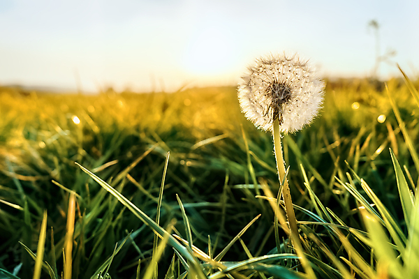 포토 JPG 해외이미지 식물 계절 꽃 백그라운드 밭 자연 하늘 바람 건강 씨앗 잔디 사람없음 초록색 빛 햇빛 환경 정원 희망 봄 자유 성장 신선 수분 민들레 불기 집중 싱글 꽃가루 부드러움 소원 천국 솜털 알레르기 블러 카피스페이스 해외포토 자연요소 감정 컬러 컨셉 농업 모션 날씨 태양 공백 감각 질병 가루 생태계 파일형식 이미지허브