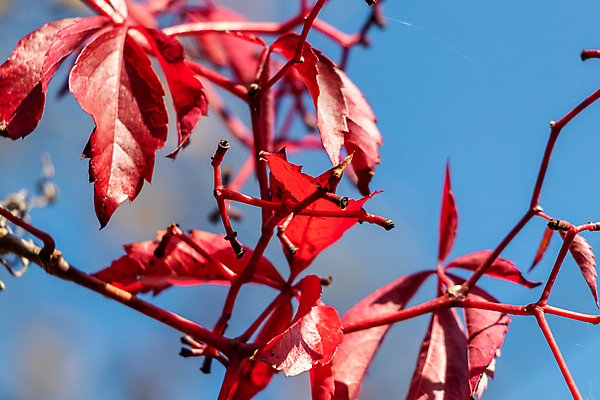 포토 JPG 해외이미지 나무 식물 계절 백그라운드 단풍 잎 자연 하늘 사람없음 빨간색 초록색 파란색 컬러풀 태양 노란색 맑음 수확 가을 숲 질감 10월 해외포토 자연요소 컬러 농업 날씨 날짜 생태계 파일형식 이미지허브