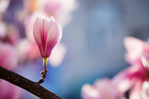 포토 JPG 해외이미지 디자인 계절 공원 여자 꽃 선 분홍색 꽃무늬 자연 휴가 휴식 부활절 건강 사람없음 여름 뷰티 정원 맑음 봄 화장품 공백 벚꽃 흰색 나뭇가지 개화 순수 엽서 돌봄 위생관리 잘츠부르크 어머니의날 해외포토 나무 식물 공공시설 기념일 컬러 컨셉 무늬 모션 날씨 관리 사람 오스트리아 편지 생태계 미국문화 파일형식 이미지허브