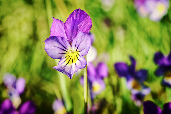 포토 JPG 해외이미지 식물 라이프스타일 계절 줄기 분홍색 컨셉 잎 성공 새로움 사람없음 가로 햇빛 태양 새싹 환경 희망 봄 활발 성장 흰색 시골 신선 오픈 발사 5월 시작 원예 생물학 분무기 정맥 파열 개발 떠남 생태학 해외포토 자연요소 교육 감정 컬러 모션 취미 생활 날짜 혈관 파일형식 이미지허브