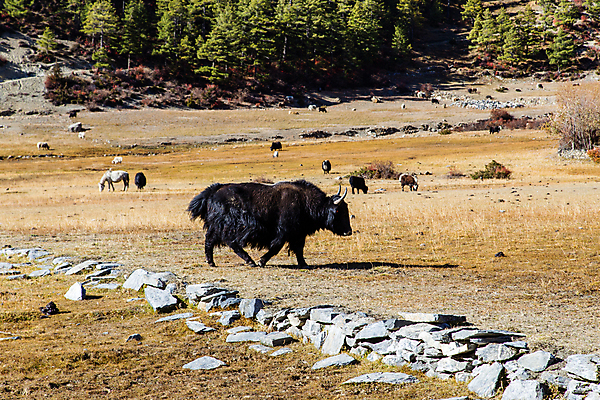 포토 JPG 해외이미지 동물 아시아 야생동물 여행 자연 하늘 산 사람없음 야외 여행객 계곡 트래킹 하이킹 흰색 그룹 황무지 군중 큼 순환 오르기 네팔 통과 동물상 절정 평야 히말라야 해외포토 나라 컬러 모션 레저 사람 조형물 크기 생태계 파일형식 산맥 이미지허브