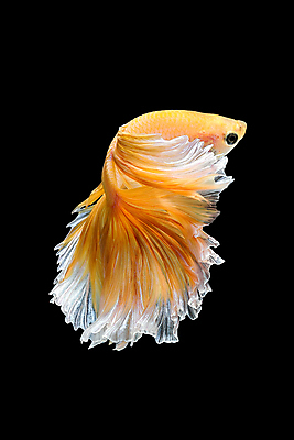 포토 JPG 해외이미지 동물 디자인 아시아 야생동물 포즈 백그라운드 오렌지 모션 태국 자연 추상 어류 미술 취미 사람없음 장식 물 반려동물 컬러풀 뷰티 우주 검은색 수중 수영 희망 고급 꼬리 싸움 지느러미 수족관 강렬 고립 이국적 팝 해외포토 자연요소 감정 나라 컬러 컨셉 무늬 과일 문화예술 수중동물 수상스포츠 생태계 파일형식 이미지허브