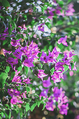 포토 JPG 해외이미지 나무 식물 꽃잎 꽃 분홍색 백그라운드 잎 꽃무늬 패턴 자연 추상 사람없음 장식 초록색 컬러풀 뷰티 정원 보라색 봄 벚꽃 나뭇가지 신선 개화 우아함 자주색 다발 제비꽃 질감 상록수 해외포토 계절 컬러 컨셉 무늬 생태계 파일형식 이미지허브