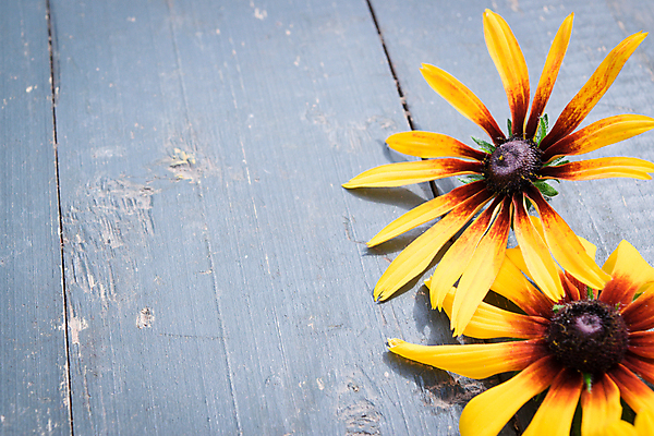 포토 JPG 해외이미지 식물 디자인 계절 꽃잎 꽃 꽃다발 결혼 백그라운드 꽃무늬 패턴 밭 텍스트 자연 탁자 프레임 사랑 사람없음 목재 장식 파란색 뷰티 장미 노란색 우주 정원 스파 봄 수확 벚꽃 신용카드 정상 다발 배열 복고 내추럴 옛날 캐모마일 파스텔톤 카피스페이스 해외포토 나무 감정 컬러 가구 무늬 농업 재료 이벤트 금융 공백 허브 생태계 파일형식 이미지허브