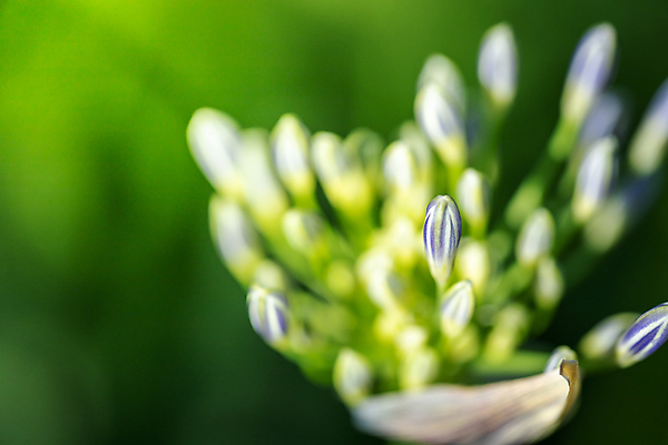 포토 JPG 해외이미지 식물 디자인 계절 꽃잎 꽃 분홍색 꽃다발 백그라운드 꽃무늬 패턴 자연 사람없음 초록색 여름 컬러풀 뷰티 보라색 봄 성장 벚꽃 신선 질감 만들기 내추럴 해외포토 컬러 무늬 모션 생태계 파일형식 이미지허브