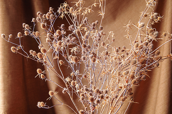 포토 JPG 해외이미지 나무 식물 디자인 계절 꽃잎 꽃 백그라운드 잎 겨울 꽃무늬 패턴 밭 자연 벽지 추상 미술 사람없음 야외 장식 초록색 갈색 환경 정원 일몰 봄 성장 벚꽃 흰색 나뭇가지 개화 숲 허브 질감 부드러움 내추럴 그런지 해외포토 컬러 무늬 농업 문화예술 노을 감각 생태계 파일형식 이미지허브