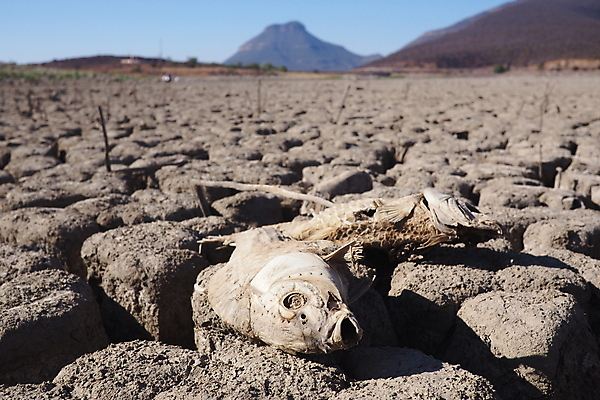 포토 JPG 해외이미지 호수 건조 어류 사람없음 물 환경 댐 진흙 가뭄 해외포토 자연요소 공공시설 날씨 수중동물 파일형식 이미지허브