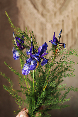 포토 JPG 해외이미지 식물 계절 꽃잎 꽃 꽃다발 백그라운드 잎 꽃무늬 밭 자연 사람없음 야외 초록색 파란색 컬러풀 뷰티 정원 보라색 봄 활발 들꽃 성장 벚꽃 시골 신선 개화 그룹 우아함 다발 허브 제비꽃 유기농 심플 내추럴 이국적 해외포토 웰빙 컬러 컨셉 무늬 농업 생태계 파일형식 이미지허브