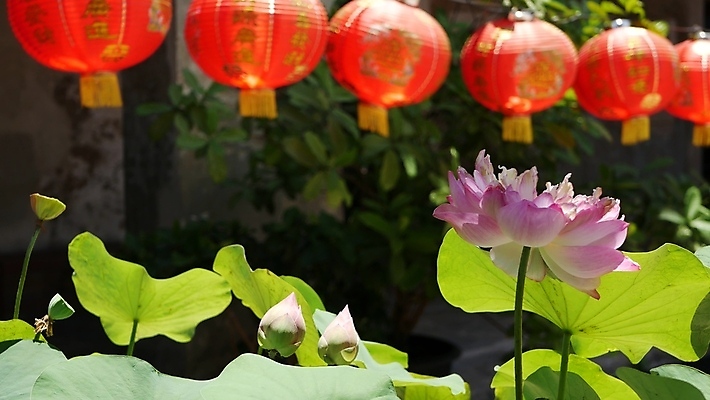 포토 JPG 해외이미지 전통 디자인 외관 꽃잎 꽃 아시아 종교 종이 문화 분홍색 백그라운드 잎 불교 매달리기 동양인 사람없음 장식 빨간색 초록색 평화 정원 맑음 중국 침묵 등불 축하 사찰 우아함 묘사 명상 신성 내추럴 이국적 차이나타운 많음 카피스페이스 그리너리 춘절 해외포토 식물 명절 나라 컬러 컨셉 종교건축 모션 날씨 조명 인종 관광지 소리 공백 중국전통 파일형식 트랜드컬러 이미지허브