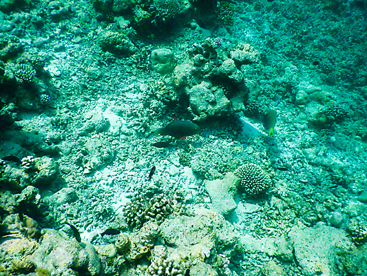 포토 JPG 해외이미지 동물 남자 야생동물 스포츠 바다 섬 여행 백그라운드 학교 자연 휴가 어류 풍경 사람없음 빨간색 물 파란색 컬러풀 뷰티 바닷속 수중 산호 잠수부 큼 아래 다이빙 장면 암초 몰디브 이국적 해외포토 자연요소 교육 아시아 컬러 사람 수영 수중동물 자포동물 전문직 크기 방향 생태계 위치 수중스포츠 파일형식 이미지허브