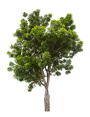 포토 JPG 해외이미지 나무 식물 계절 줄기 백그라운드 낙엽 잎 자연 사람없음 야외 목재 초록색 여름 환경 정원 봄 성장 덮개 흰색 나뭇가지 고독 숲 큼 자르기 수집 심볼 오브젝트 싱글 에코 나무껍질 내추럴 고립 생태학 옛날 그리너리 해외포토 교육 감정 컬러 재료 모션 뚜껑 껍질 크기 생태계 파일형식 트랜드컬러 이미지허브