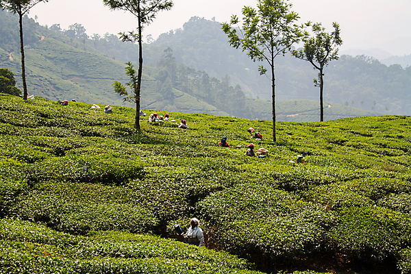 포토 JPG 해외이미지 식물 전통 여자 아시아 문화 여행 잎 밭 농업 자연 노동자 산 사람 동양인 풍경 사람없음 야외 초록색 농작물 농장 계곡 수확 시골 신선 업무 그룹 재산 차 농부 인도인 수집 허브 언덕 밭일 케랄라주 해외포토 외국인 직업 나라 산업 음료 컬러 인종 금융 작업 인도_나라 생태계 파일형식 이미지허브