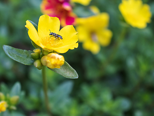 포토 JPG 해외이미지 식물 동물 계절 공원 꽃잎 꽃 곤충 백그라운드 잎 꽃무늬 밭 날개 자연 사람없음 야외 초록색 여름 뷰티 노란색 정원 봄 벚꽃 시골 신선 개화 닫기 꿀벌 숲 작음 벌 먹기 꽃가루 꿀 내추럴 해외포토 공공시설 컬러 무늬 농업 모션 벌_곤충 크기 가루 생태계 파일형식 이미지허브