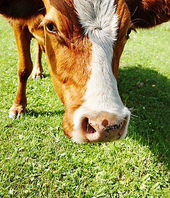 포토 JPG 해외이미지 주간 근접촬영 사람없음 야외 농경지 맑음 가축 목장 시골 소 해외포토 자연요소 동물 뷰포인트 포유류 날씨 농장 파일형식 이미지허브