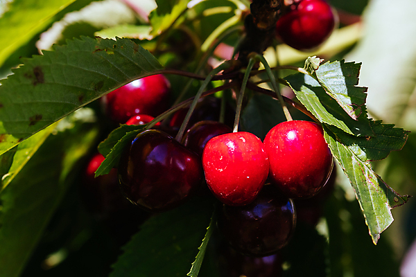 포토 JPG 해외이미지 나무 음식 잎 과일 자연 매달리기 사람없음 야외 가로 물 컬러풀 환경 맑음 성장 물방울 신선 체리 닫기 선택 맛 호주 수집 멜버른 해외포토 자연요소 식물 컬러 컨셉 모션 날씨 오세아니아 생태계 파일형식 이미지허브