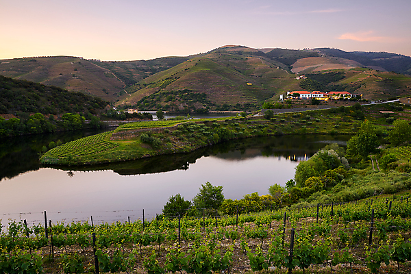 포토 JPG 해외이미지 나무 공원 유럽 여행 농업 자연 포도 안테나 파노라마 숙이기 풍경 사람없음 야외 초록색 물 강 컬러풀 마을 와인 계곡 강가 포르투갈 언덕 포도나무 내추럴 도루강 드론 해외포토 자연요소 식물 공공시설 나라 산업 컬러 포즈 과일 통신 주류 촬영기법 과일나무 생태계 파일형식 이미지허브