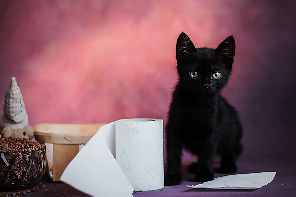 포토 JPG 해외이미지 스튜디오촬영 동물 한마리 오렌지 장난 회색배경 호박 검은배경 영국 사람없음 가로 반려동물 컬러풀 검은색 고양이 미국 할로윈 회색 가을 작음 흰배경 부드러움 웅장함 해외포토 1 계절 유럽 컬러 백그라운드 북아메리카 채소 과일 포유류 실내 흰색 감각 크기 파일형식 이미지허브