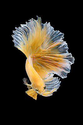 포토 JPG 해외이미지 동물 디자인 아시아 야생동물 포즈 백그라운드 오렌지 모션 태국 자연 추상 어류 미술 취미 사람없음 장식 물 반려동물 컬러풀 뷰티 우주 검은색 수중 수영 희망 고급 꼬리 싸움 지느러미 수족관 강렬 고립 이국적 팝 해외포토 자연요소 감정 나라 컬러 컨셉 무늬 과일 문화예술 수중동물 수상스포츠 생태계 파일형식 이미지허브