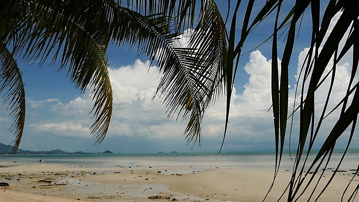 포토 JPG 해외이미지 나무 식물 바다 여행 백그라운드 컨셉 잎 꽃무늬 농업 태국 자연 하늘 표면 휴가 휴식 손바닥 풍경 사람없음 초록색 물 여름 모래사장 환경 맑음 침묵 성장 신선 만 소프트포커스 허브 유기농 휴양지 내추럴 생태학 이국적 파라다이스 그리너리 해외포토 자연요소 손 웰빙 계절 교육 꽃 산업 아시아 컬러 무늬 날씨 촬영기법 소리 장소 생태계 파일형식 트랜드컬러 이미지허브