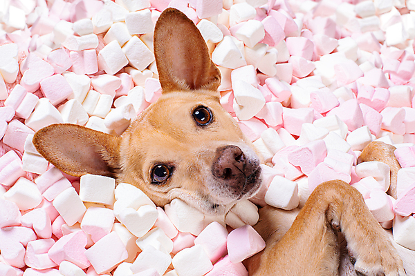 포토 JPG 해외이미지 분홍색 데이트 사랑 사람없음 반려동물 하트 개 강아지 치와와 해외포토 모양 동물 감정 컬러 포유류 파일형식 이미지허브