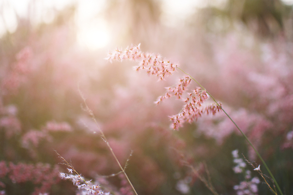 포토 JPG 해외이미지 식물 계절 꽃 실루엣 백그라운드 밭 자연 추상 프레임 건조 사람없음 빛 햇빛 태양 농장 일출 맑음 일몰 봄 수확 흰색 신선 소프트포커스 질감 보케 부드러움 내추럴 필터 해외포토 자연요소 컬러 무늬 농업 날씨 촬영기법 노을 감각 생태계 파일형식 이미지허브