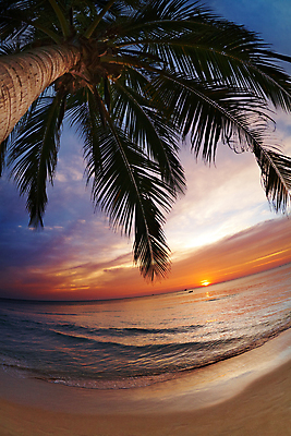 포토 JPG 해외이미지 나무 구름 아시아 모래 바다 섬 여행 태국 자연 하늘 휴가 손바닥 풍경 사람없음 물 여름 컬러풀 태양 침묵 황혼 일몰 새벽 산호 저녁 휴양지 코코넛 석호 어안 이국적 파라다이스 포상금 수평선 해외포토 자연요소 식물 손 계절 나라 컬러 돈 과일 노을 소리 장소 자포동물 야간 생태계 파일형식 이미지허브