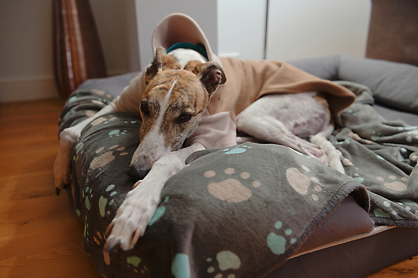 포토 JPG 해외이미지 동물 옷 얼굴 겨울 무늬 패턴 발 휴식 바닥 주택 실내 따뜻함 피곤 사람없음 내부 목재 반려동물 꽃병 기댐 재킷 잠옷 잠 고급 개 편안함 담요 은퇴 사냥개 돌봄 양털 안락 해외포토 나무 계절 꽃 컨셉 재료 포유류 모션 건물 신체부위 외투 감각 파일형식 이미지허브