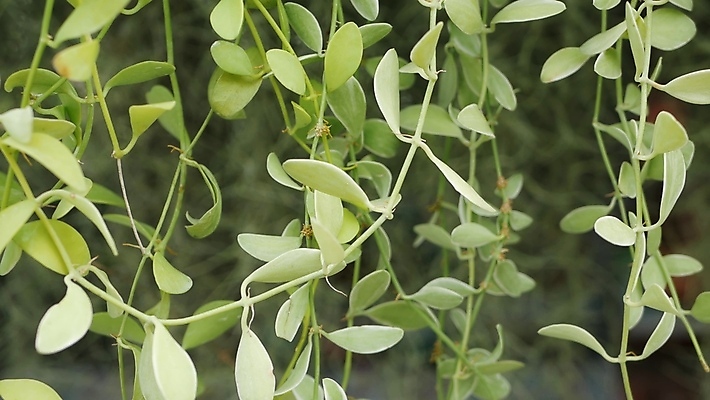 포토 JPG 해외이미지 식물 디자인 공원 줄기 백그라운드 잎 패턴 자연 추상 그림자 사람없음 장식 초록색 여름 햇빛 유행 환경 정원 스파 봄 줄무늬 성장 신선 숲 큼 열대우림 묘사 질감 내추럴 생태학 이국적 그리너리 해외포토 계절 공공시설 교육 컬러 무늬 태양 크기 생태계 파일형식 트랜드컬러 이미지허브