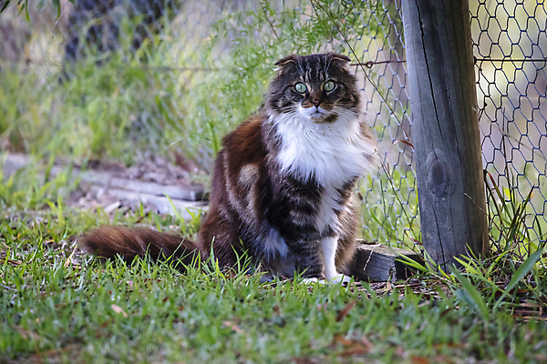 포토 JPG 해외이미지 나무 식물 동물 응시 잎 패턴 앉기 사람없음 야외 목재 초록색 울타리 갈색 머리 고양이 흰색 꼬리 철사 노려봄 땅바닥 해외포토 시선 컬러 무늬 재료 포유류 모션 바닥 표정 신체부위 담장 반려동물 파일형식 이미지허브