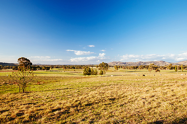 포토 JPG 해외이미지 나무 식물 여행 밭 농업 자연 하늘 산 풍경 사람없음 야외 초록색 여름 평화 환경 침묵 시골 호주 땅 언덕 장면 내추럴 수평선 해외포토 계절 산업 컬러 컨셉 소리 오세아니아 생태계 파일형식 이미지허브