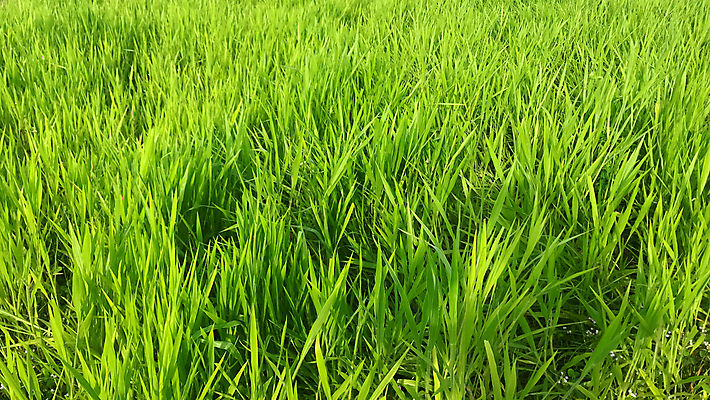 포토 JPG 해외이미지 식물 음식 밭 농업 태국 잔디 사람없음 야외 초록색 농장 목장 성장 신선 밭일 해외포토 산업 아시아 컬러 파일형식 이미지허브