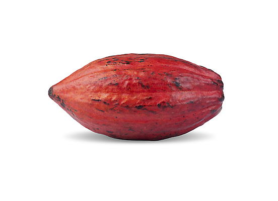 포토 JPG 해외이미지 음식 백그라운드 농업 과일 재료 자연 사람없음 빨간색 초콜릿 수확 흰색 신선 유기농 날것 아로마 코코아 내추럴 고립 이국적 카카오 해외포토 웰빙 산업 음료 컬러 디저트 생태계 파일형식 이미지허브