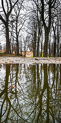 포토 JPG 해외이미지 나무 계절 공원 유럽 길 여행 겨울 자연 하늘 날씨 사람없음 야외 목재 물 뷰티 반사 환경 나뭇가지 숲 작음 웅덩이 장면 폴란드 내추럴 브로츠와프 해외포토 자연요소 식물 공공시설 나라 재료 크기 생태계 파일형식 이미지허브
