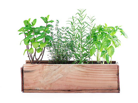 포토 JPG 해외이미지 잎 채소 종류 사람없음 초록색 민트 허브 향신료 바질 로즈메리 백리향 세이지 해외포토 식물 컬러 향미료 파일형식 이미지허브